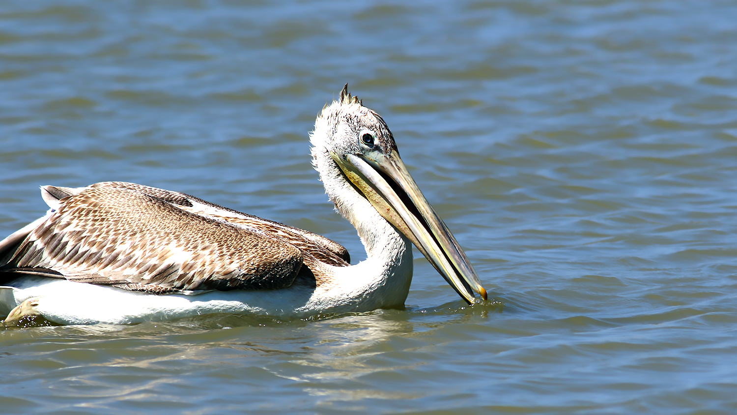 Dalmatian Pelican